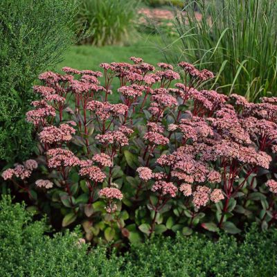 [11241] SEDUM MATRONA