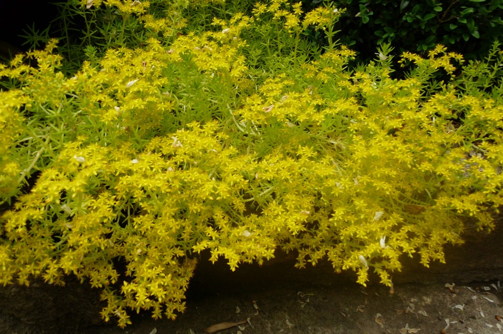 [11249] SEDUM REFLEXUM