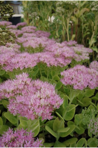 SEDUM SPECTABILE