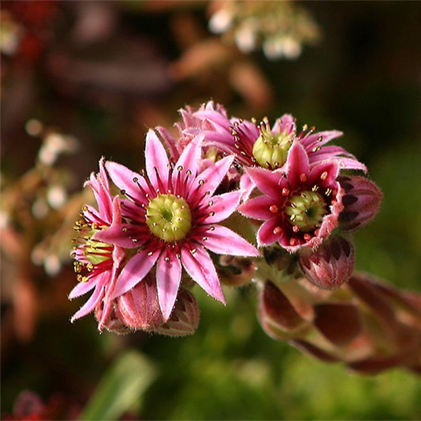 SEMPERVIVUM TECTORUM ROSE