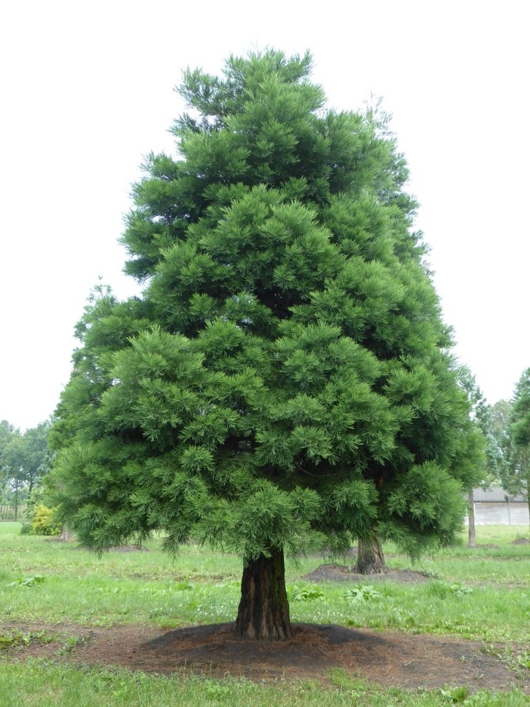 [11272] SEQUOIADENDRON GIGANTEUM (Persistant, +20 m)