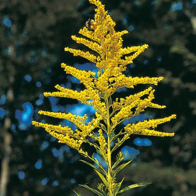 SOLIDAGO CANADENSIS