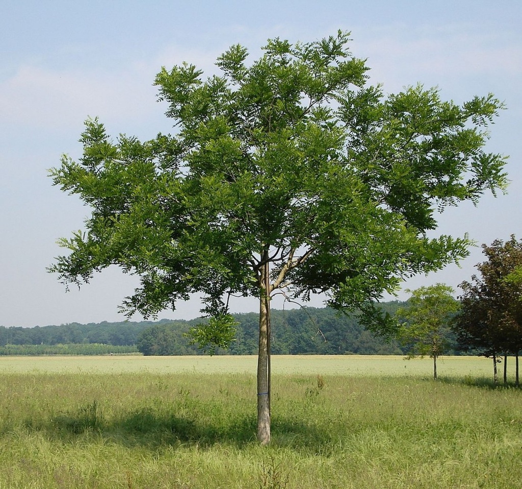 [11309] SOPHORA JAPONICA - TIGE (Caduc, 10 à 20 m)