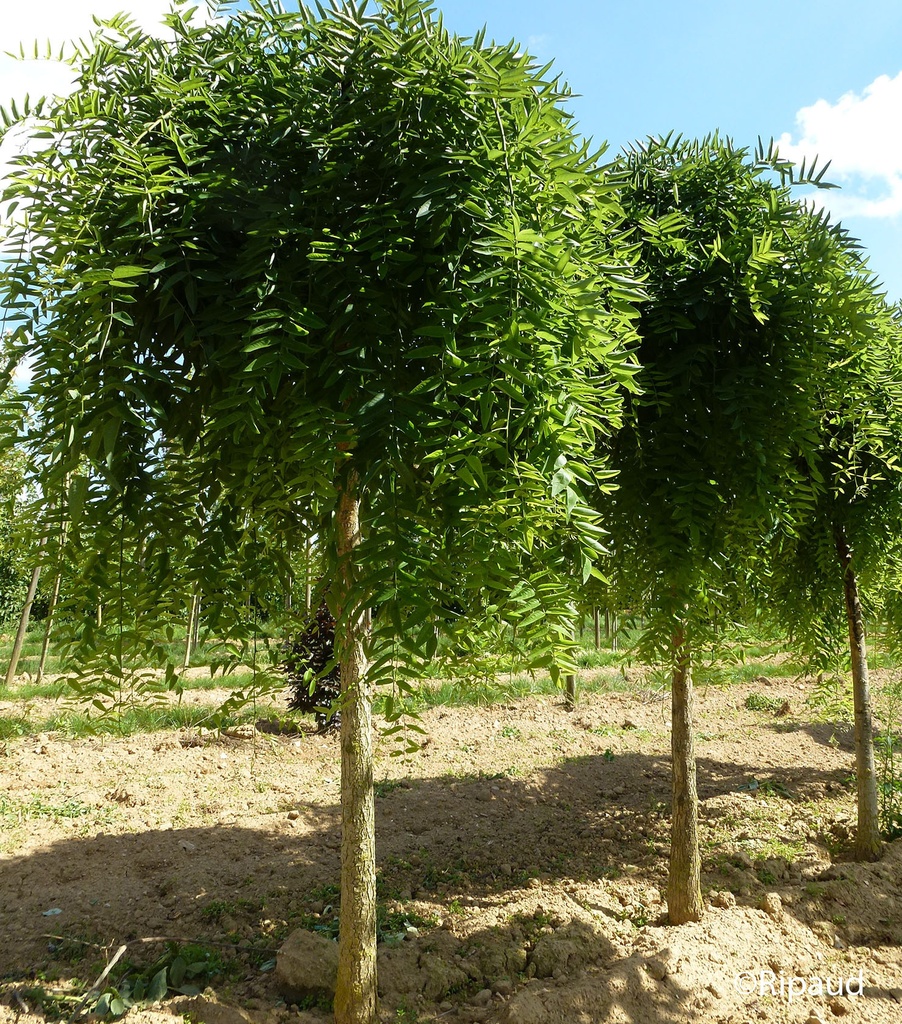 [11316] SOPHORA JAPONICA PENDULA - TIGE (Caduc, 5 à 10 m)