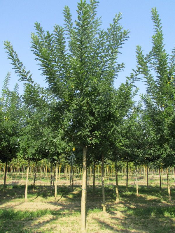 [11324] SOPHORA JAPONICA REGENT - TIGE (Caduc, 10 à 20 m)
