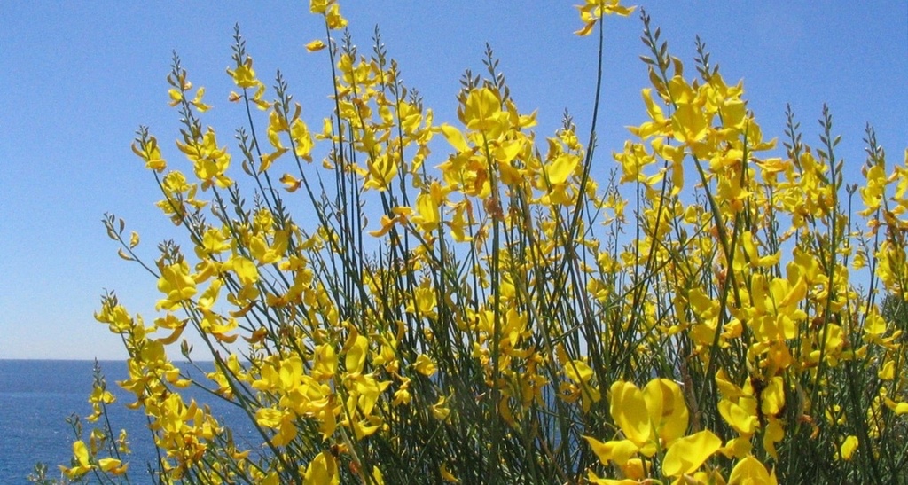 SPARTIUM JUNCEUM (GENET D'ESPAGNE)