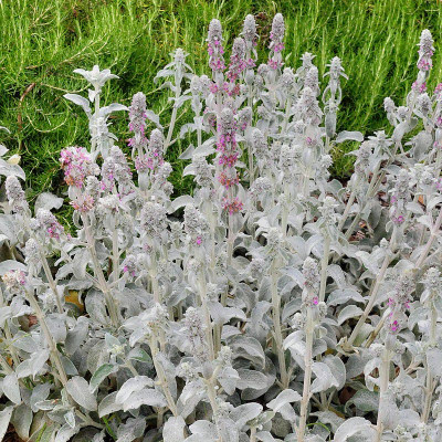 [11486] STACHYS BYZANTINA LANATA ARGENTÉ (Persistant, 20/40)