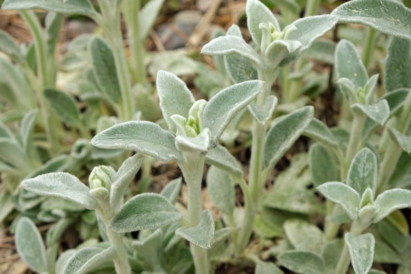 STACHYS BYZANTINA SILKY FLEECE