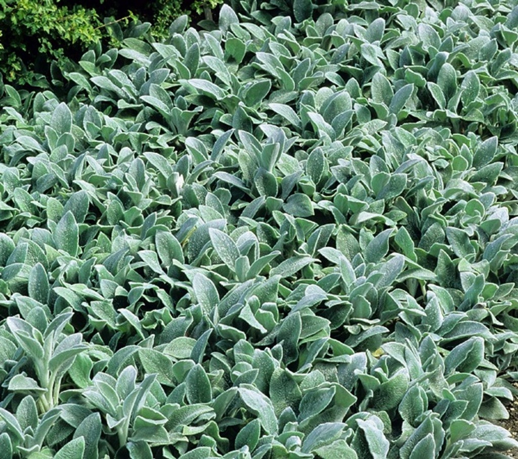 STACHYS SILVERCARPET