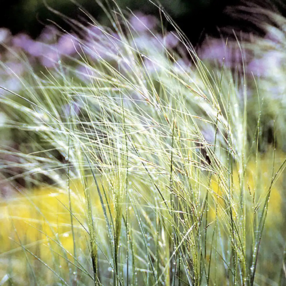 STIPA CAPILLATA GDT