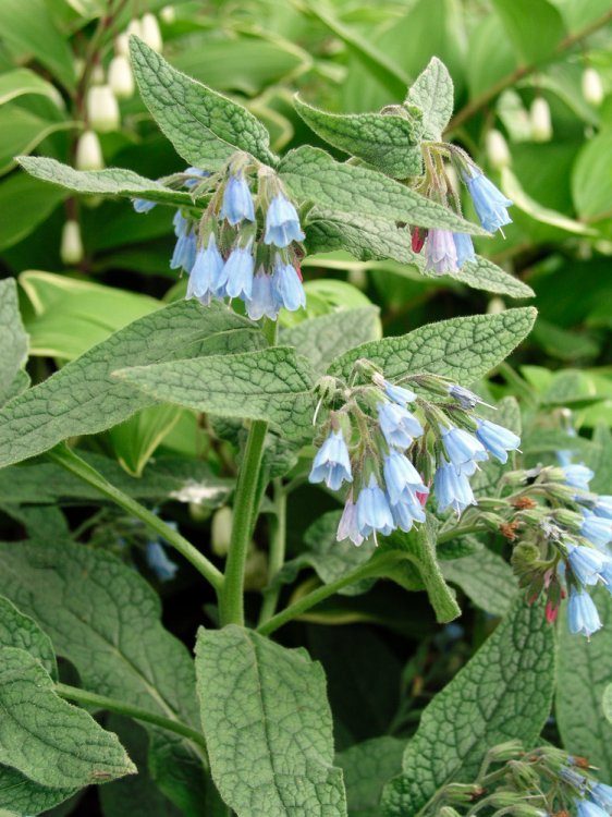 [11551] SYMPHYTUM HIDCOTE BLUE (Persistant, 20/40)