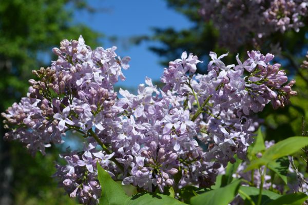 [11556] SYRINGA HYACINTHIFLORA LAVENDER LADY (Caduc, 200/250)