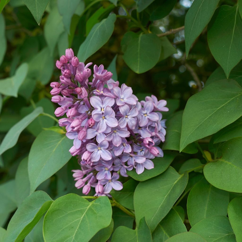 SYRINGA VULGARIS