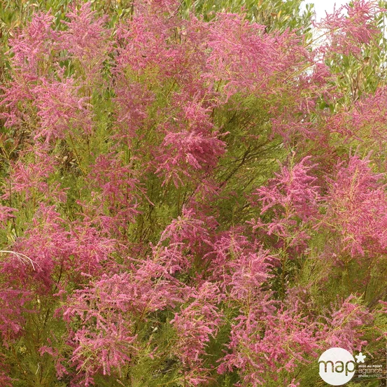 TAMARIX AESTIVALIS (RAMOSISSIMA ROSEA