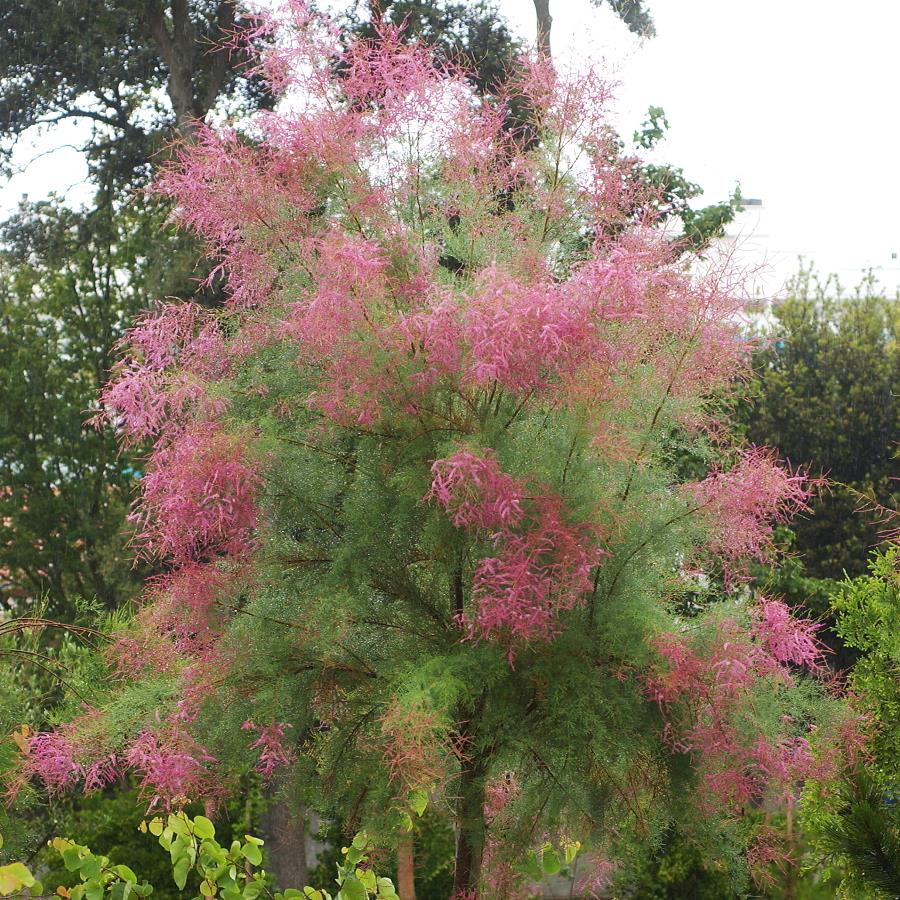 [11632] TAMARIX RAMOSISSIMA PINK CASCADE - TIGE (Caduc, 3 à 5 m)
