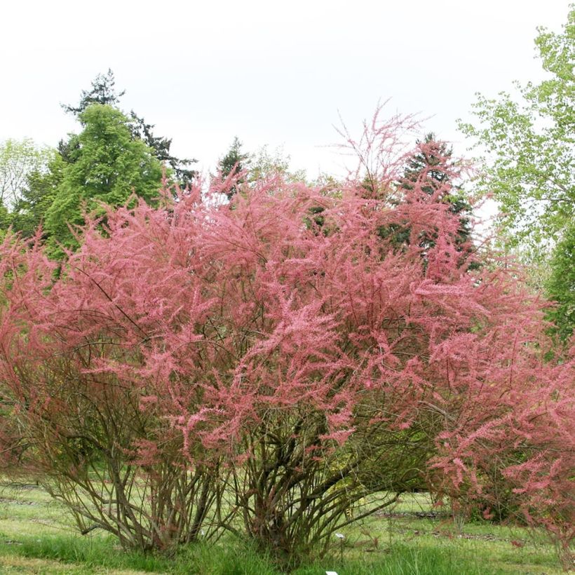 [11637] TAMARIX RAMOSISSIMA RUBRA - DEMI TIGE (Caduc, 3 à 5 m)
