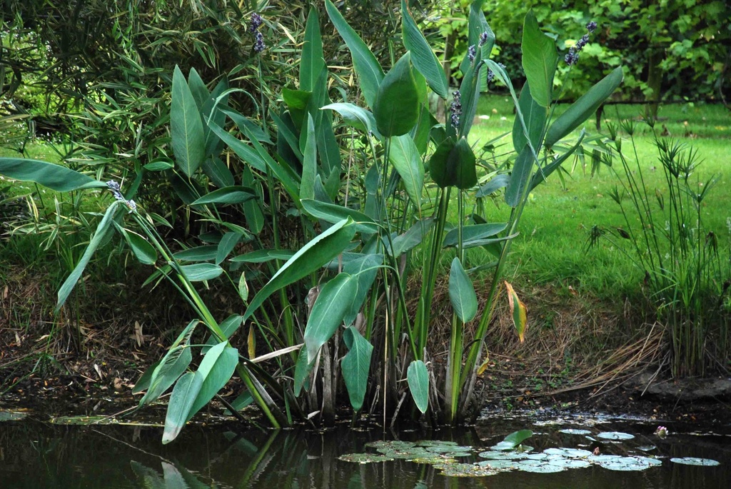 THALIA DEALBATA BLEU