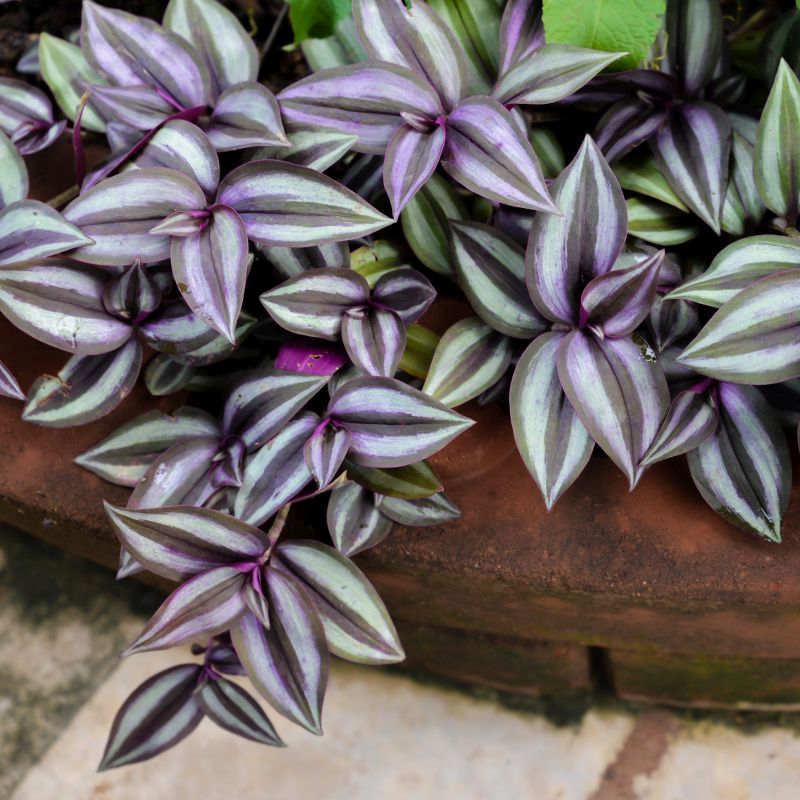 [12129] TRADESCANTIA ZEBRINA PURPUSII (Persistant, 0/20)
