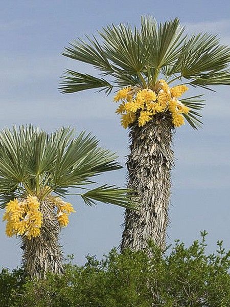 [12157] TRITHRINAX CAMPESTRIS (Persistant, 3 à 5 m)
