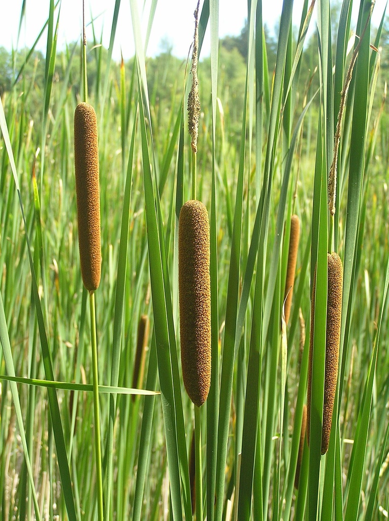 TYPHA ANGUSTIFOLIA (MASSETTE)