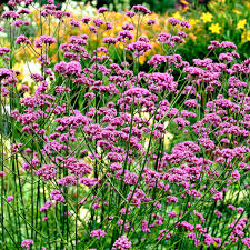 [12225] VERBENA BONARIENSIS