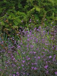 VERBENA GRANDIFLORA