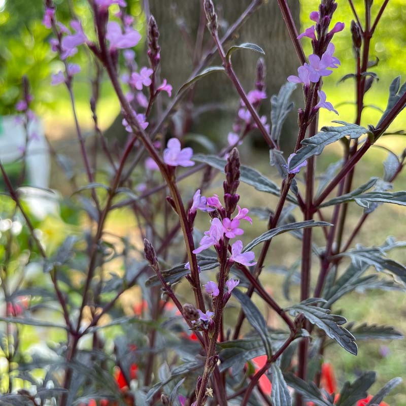 VERBENA OFFICINALIS