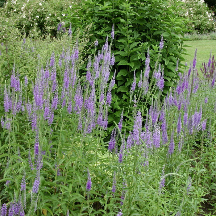 [12239] VERONICA LONGIFOLIA BLAURIESEN BLEU (Caduc, 50/100)