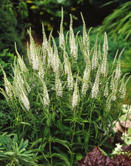 [12241] VERONICA SPICATA ALBA (Caduc, 50/100)