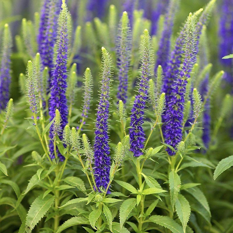 [12242] VERONICA SPICATA BLEU (Caduc, 50/100)