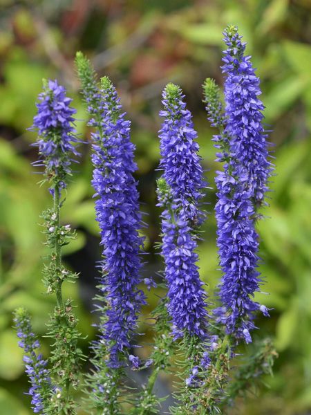 VERONICA SPICATA INCANA BLEU VIOLET