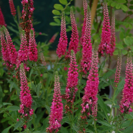 VERONICA SPICATA ROSE