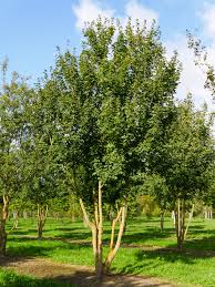 [0125] ACER CAMPESTRE (CAMPESTRIS) RN