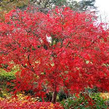 ACER PALMATUM ATROP FIREGLOW