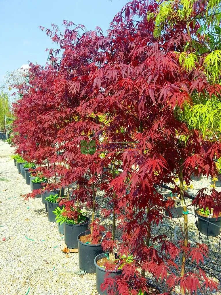 ACER PALMATUM BURGUNDY LACE