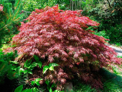 ACER PALMATUM HAGOROMO