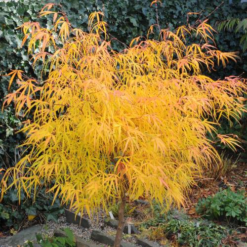 [0490] ACER PALMATUM KOTO