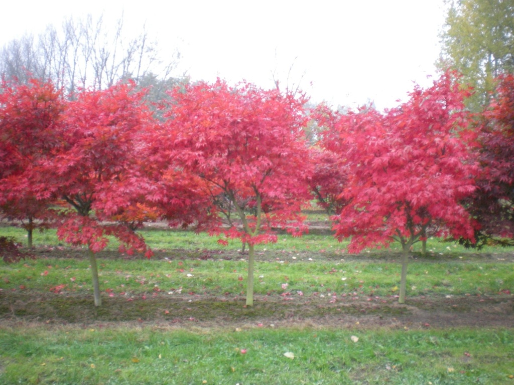 [0492] ACER PALMATUM LINEARILOBUM