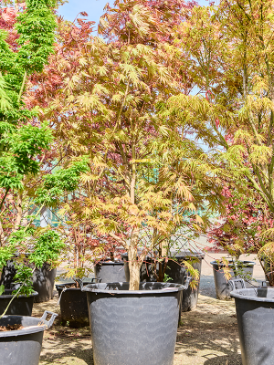 ACER PALMATUM MASUKAGAMI