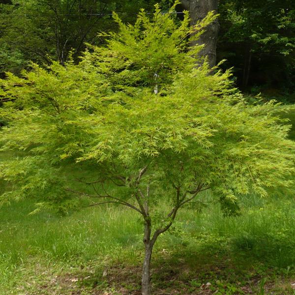ACER PALMATUM SEIRYU