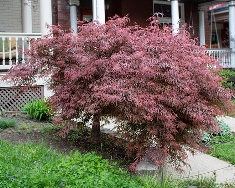 [0347] ACER PALMATUM DISSECTUM CRIMSON QUEEN