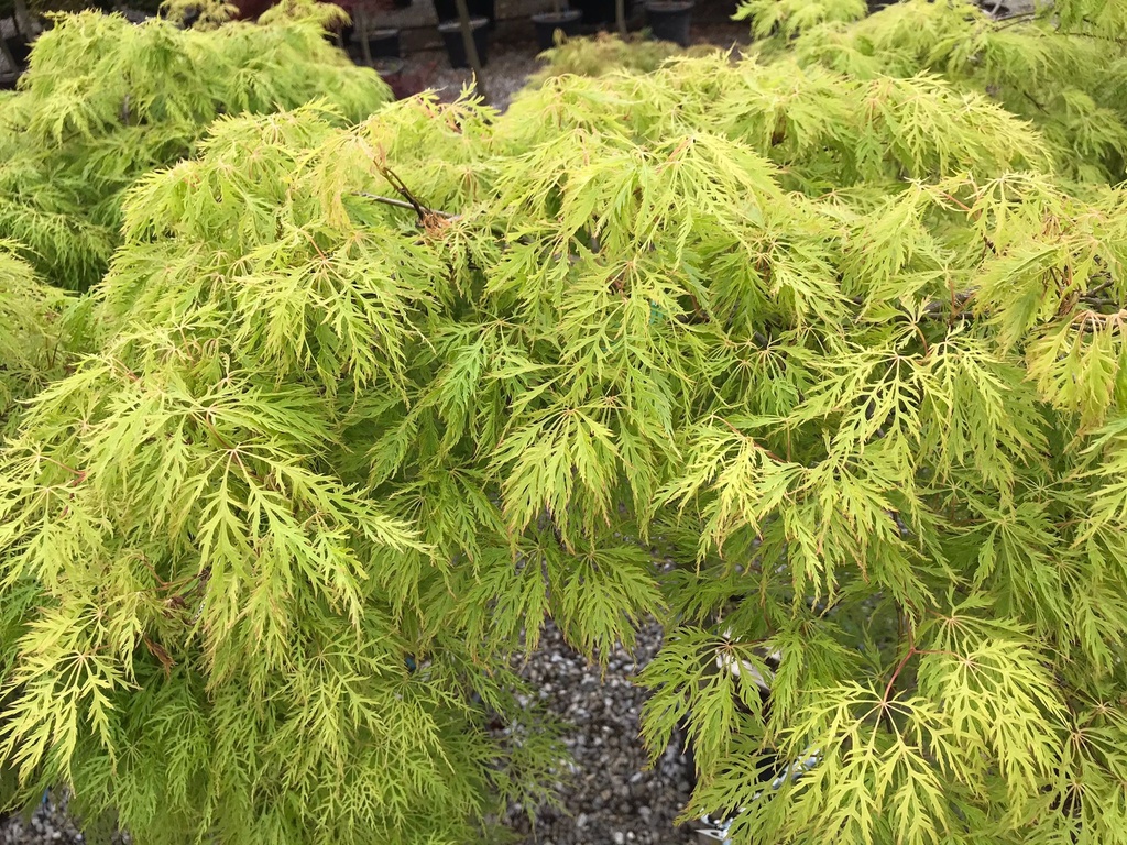 [0381] ACER PALMATUM DISSECTUM GREEN LACE - TRONC