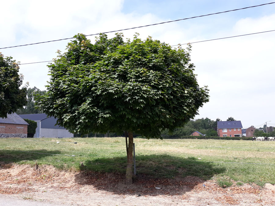 [0661] ACER PLATANOIDES GLOBUSUM