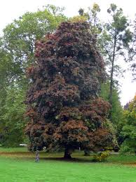 [0673] ACER PLATANOIDES SCHWELDERI NIGRA