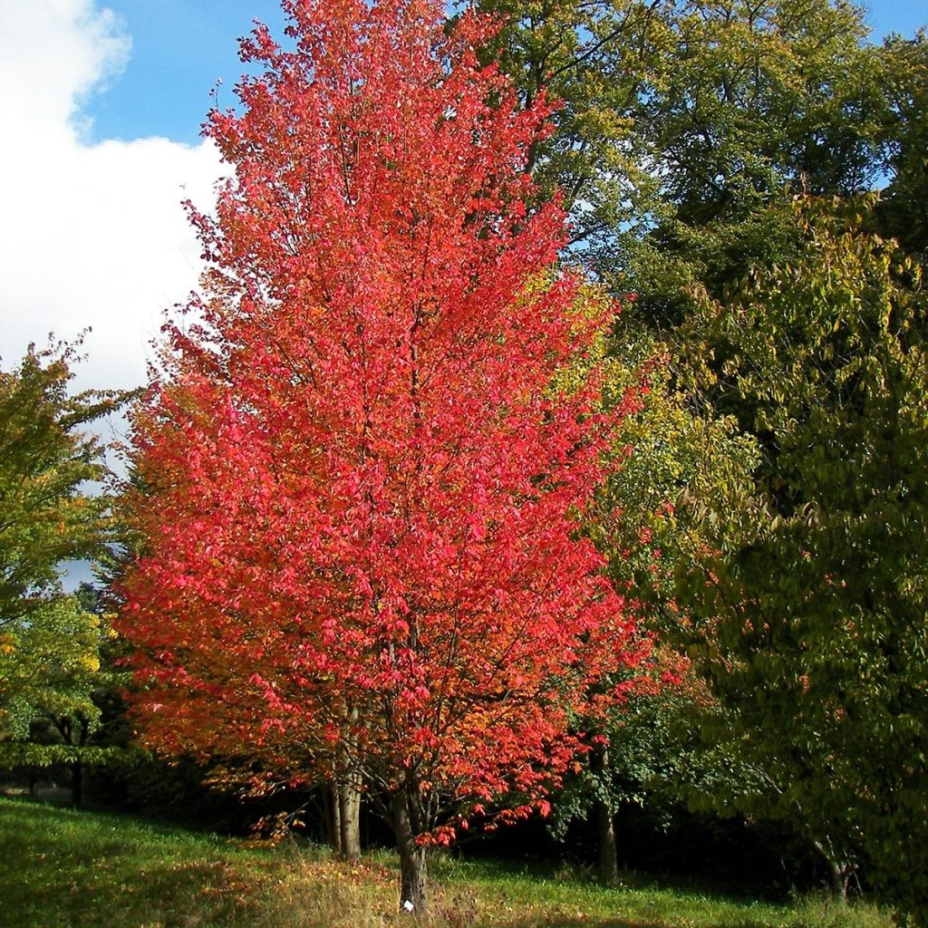[0703] ACER RUBRUM ARMSTRONG