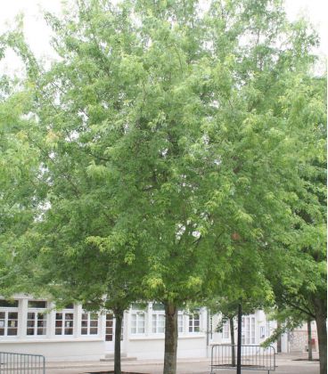 ACER SAC WIERI LACINIATA