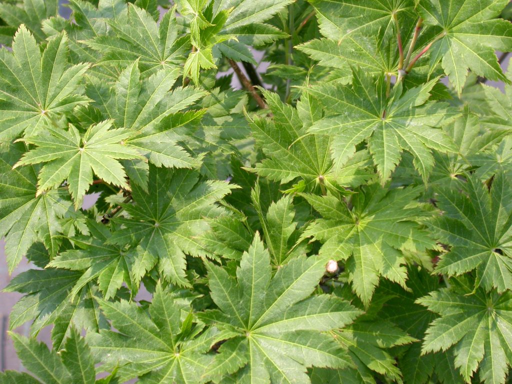 ACER SHIRASAWANUM SUZANNE