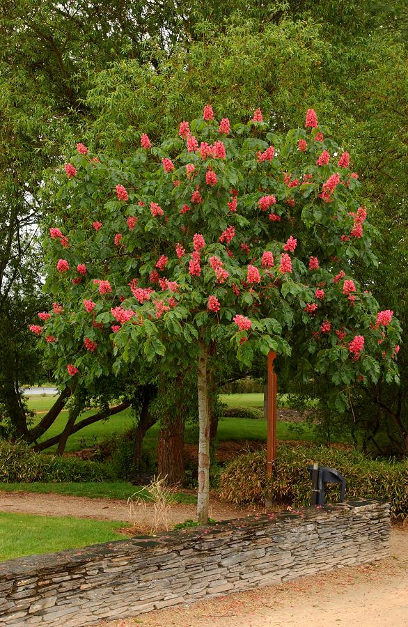 AESCULUS CARNEA BRIOTII