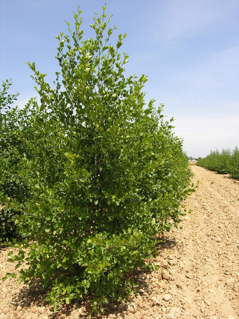 [1001] ALNUS GLUTINOSA CEPEE