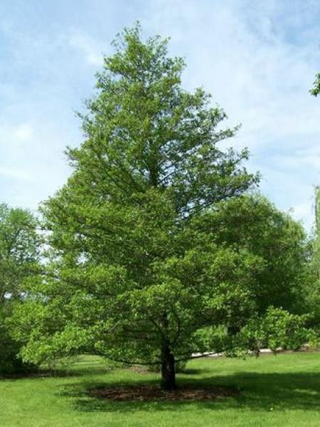 [0999] ALNUS GLUTINOSA